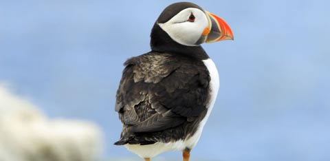 Puffin