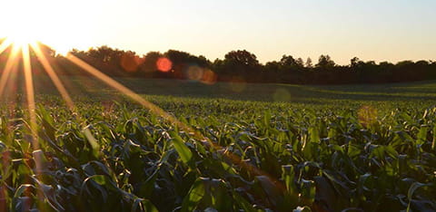 Sun shining over a field of green crops