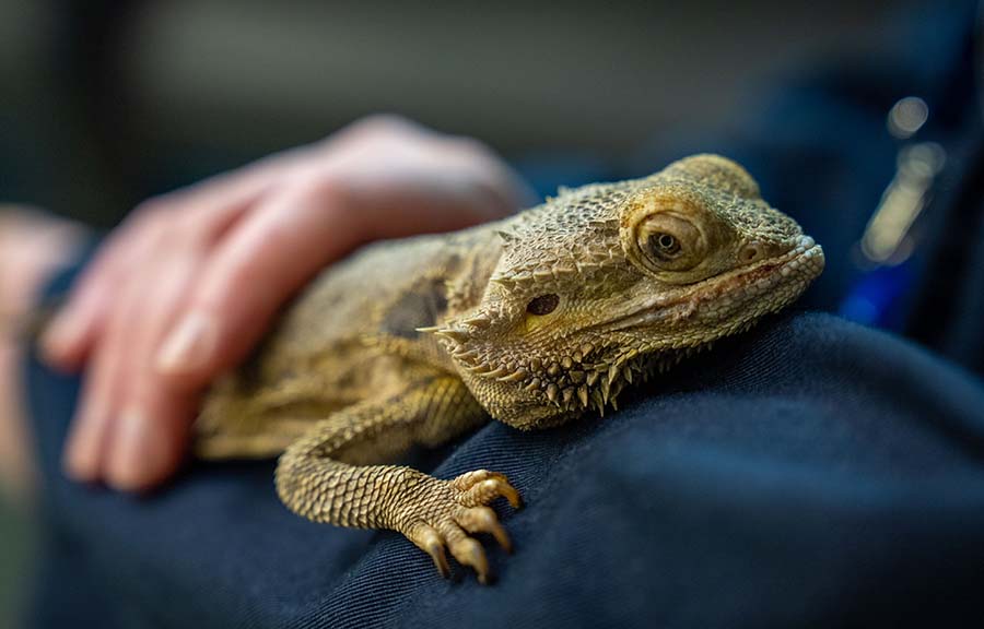 Close-up of a student handling a reptile