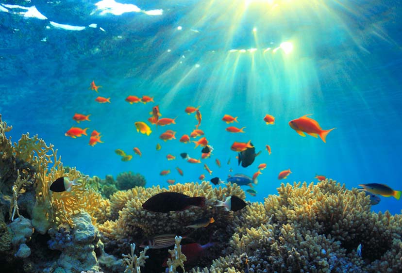 Underwater ecosystem: fish swimming on a coral reef