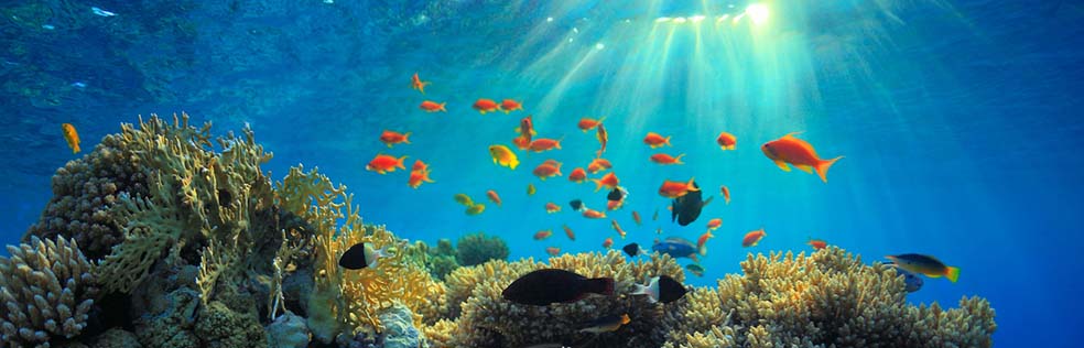 Underwater ecosystem: fish swimming on a coral reef
