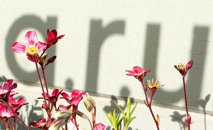 Shadows of the letters ARU on a wall, with pink flowers in the foreground
