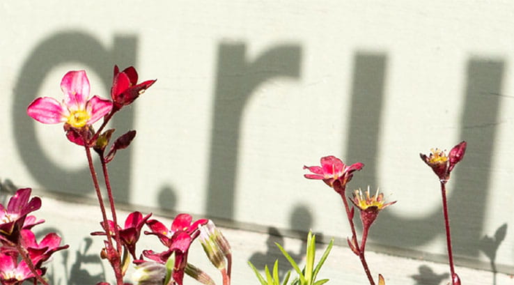 Shadows of the letters ARU on a wall, with pink flowers in the foreground