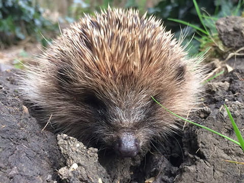 Photo of a hedgehog out in nature - Emma Stokes' winning entry into the 2016 ARU Biodiversity Photography Competition