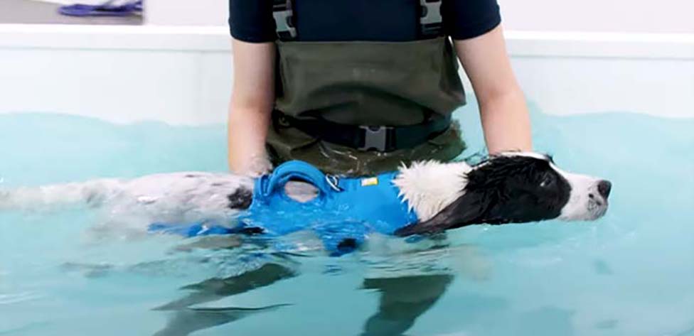 Canine hydrotherapy pool