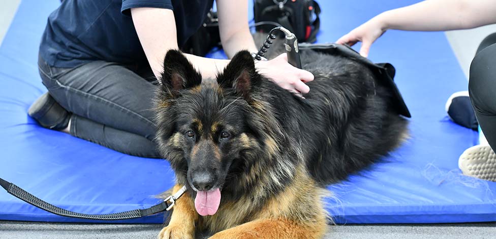 Canine therapy clinic