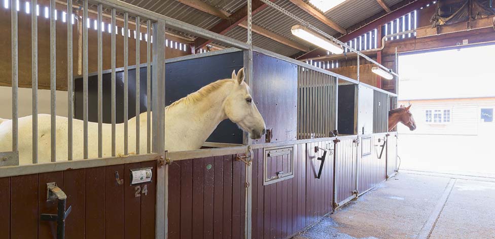 Monarch Stables with resident horses