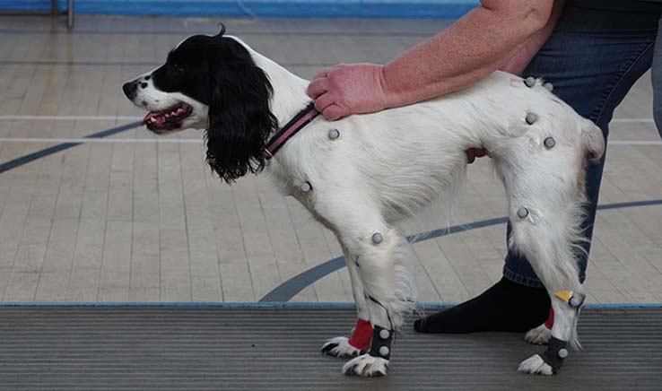 A spaniel standing with motion tracking points attached