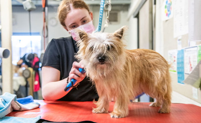 A student grooming a terrier