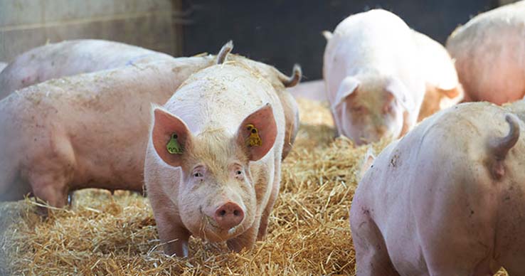 Group of sows rummaging in straw