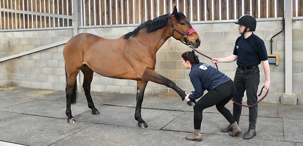 Work with horses on our dedicated equine campus
