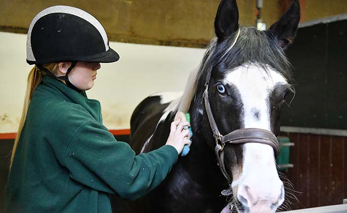 Equine student grooming a horse