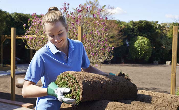 Landscape gardener laying turf for a new lawn