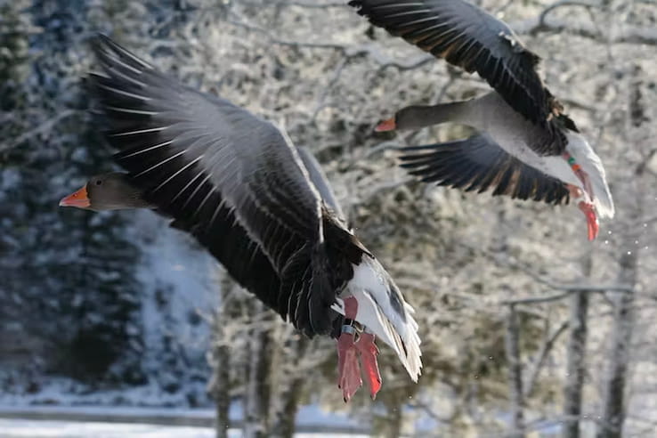 Two flying geese a snow-covered woodland
