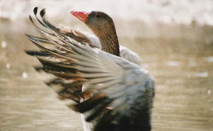 A goose starting to fly from a lake