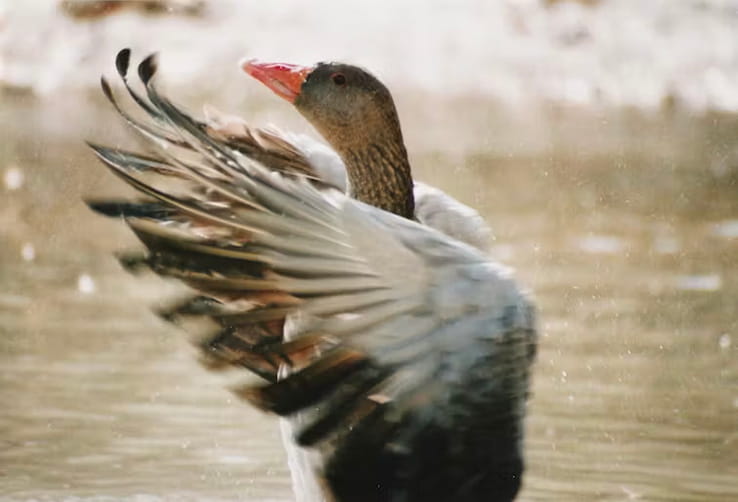 A goose starting to fly from a lake