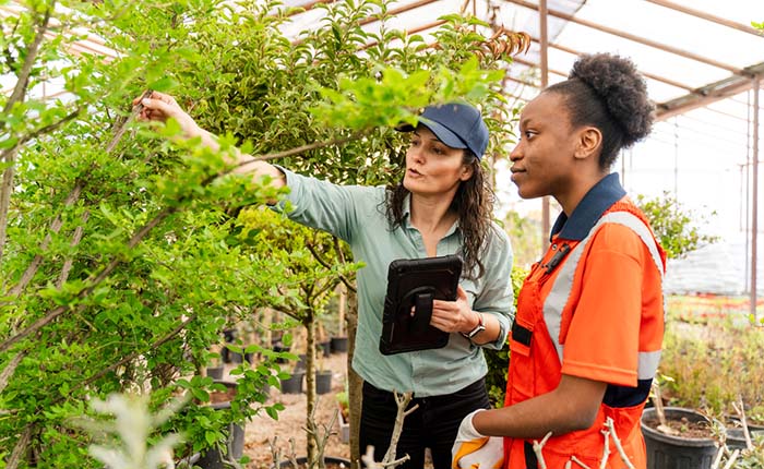 Two people examining plants in a greenhouse