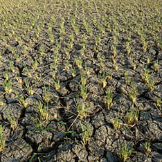 Crops growing in arid soil
