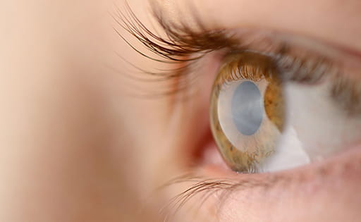 Human eye seen sideways on