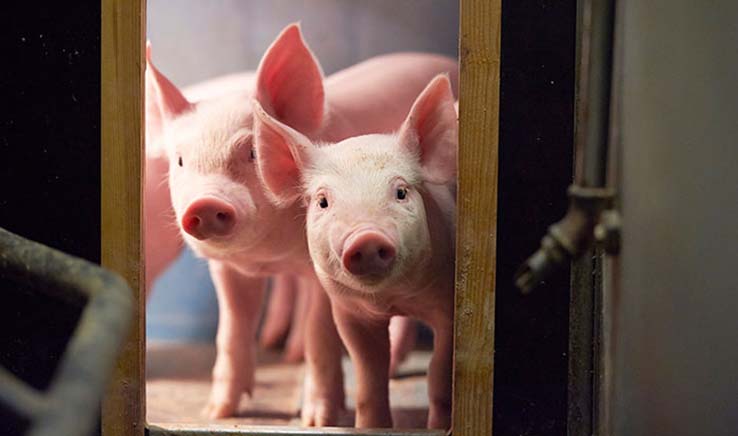 Two piglets