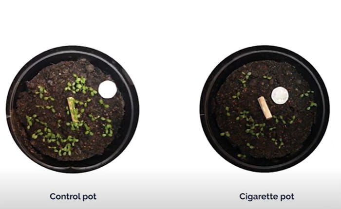 Video still of two pots of soil and green shoots - the left with no cigarette butt and more shoots, the right with a cigarette butt and fewer shoots