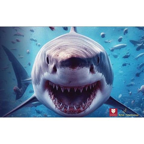 More details and booking for Monsters of the sea