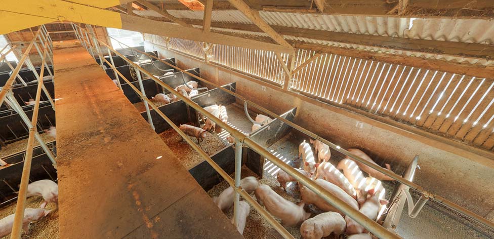 Pig unit on Sturgeons Farm