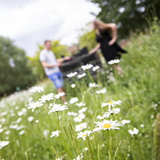 A field of daisies with two blurred people in the distance