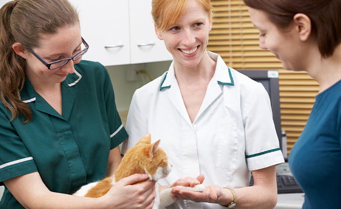 A vet and nurse examining a client's cat