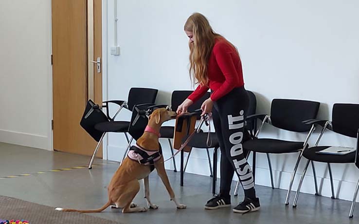 ARU researcher Debbie Emmerson training a dog