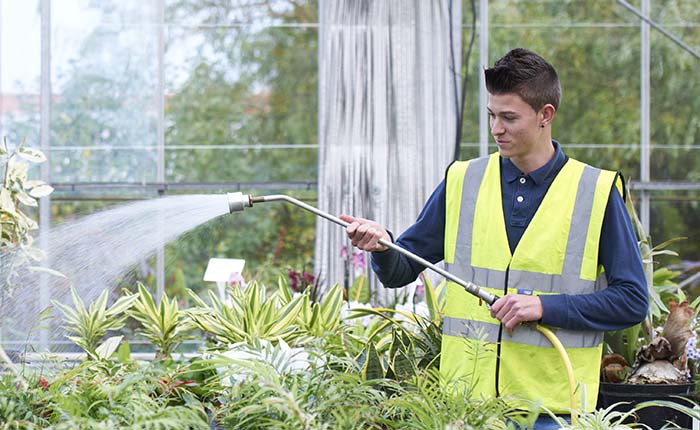Apprentice watering plants in a greenhouse