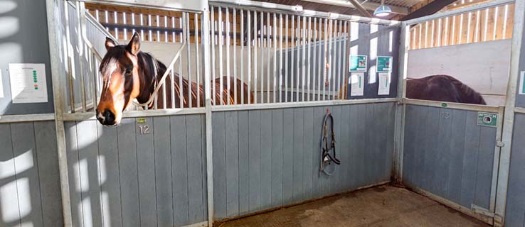 Horse in a stable at Anglia Ruskin University campus in Writtle