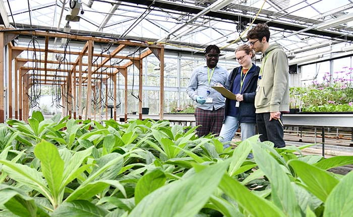 Three students looking at plants and taking notes in a glasshouse