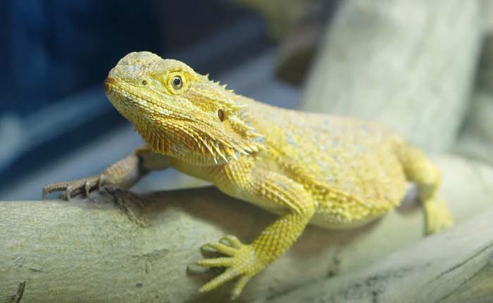 Reptile at Anglia Ruskin University Writtle